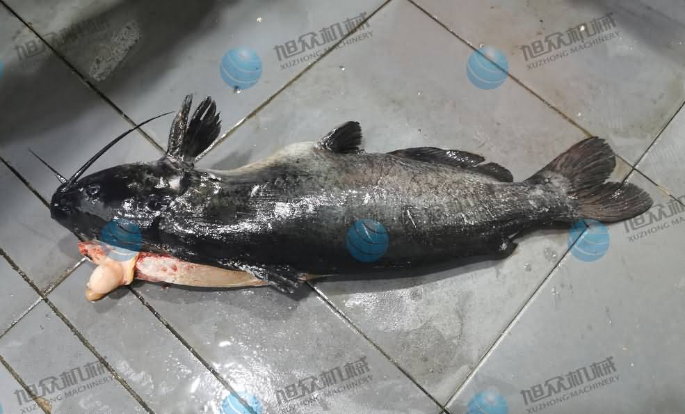 殺魚機，商用殺魚機，全自動殺魚機，旭眾殺魚機，殺魚機哪家好