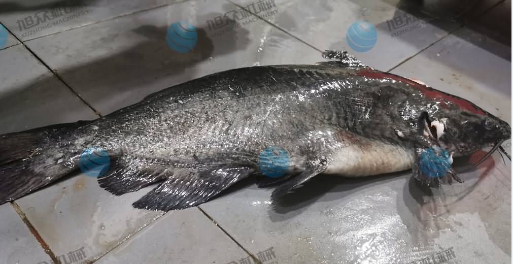 殺魚機，商用殺魚機，全自動殺魚機，旭眾殺魚機，殺魚機哪家好