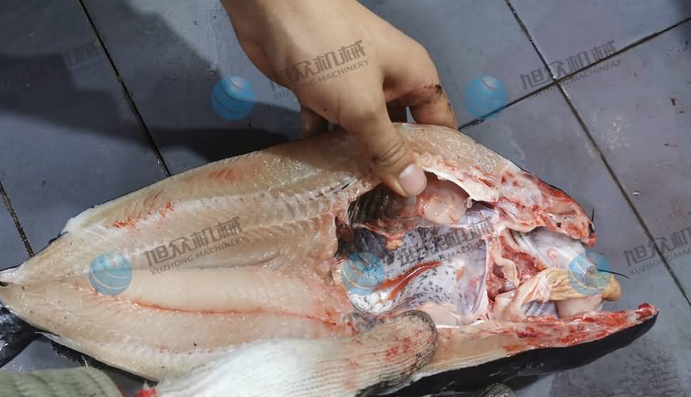 殺魚機，商用殺魚機，全自動殺魚機，旭眾殺魚機，殺魚機哪家好