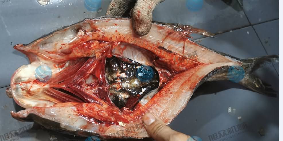 殺魚機，商用殺魚機，全自動殺魚機，旭眾殺魚機，殺魚機哪家好