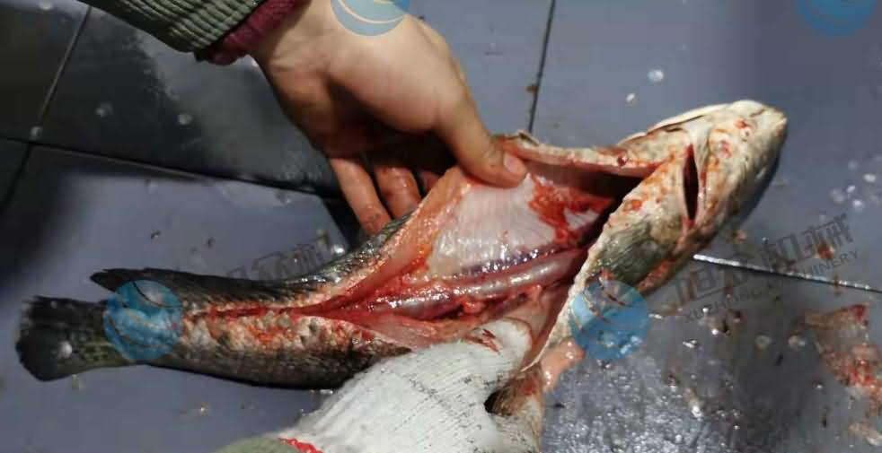 魚(yú)片機(jī)，片魚(yú)片機(jī)，片魚(yú)機(jī)，斜切魚(yú)片機(jī)，全自動(dòng)魚(yú)片機(jī)