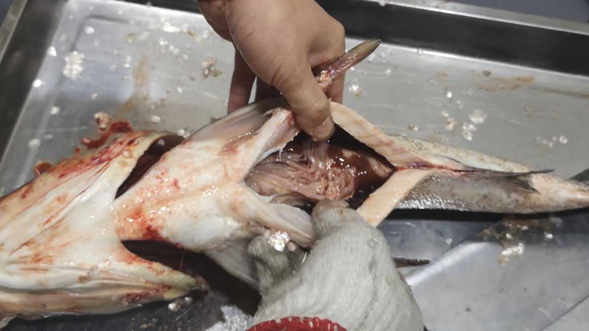 殺魚機，殺魚機器，自動殺魚機，殺魚機多少錢，殺魚機價格