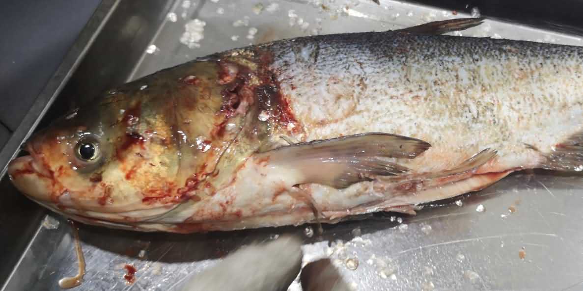 殺魚機，殺魚機器，自動殺魚機，殺魚機多少錢，殺魚機價格