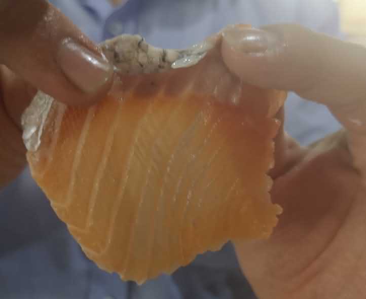 魚片機，自動切魚片機，旭眾魚片機，多功能切魚片機，魚片機多少錢