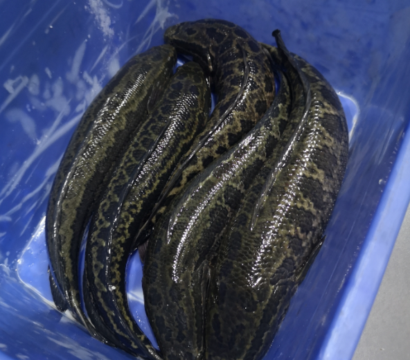 切魚片機，自動切魚片機，片魚片機器，魚片機廠家，切魚片機多少錢