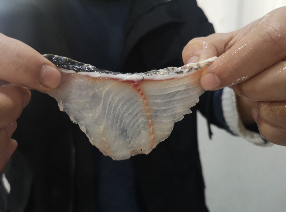 切魚片機，自動切魚片機，片魚片機器，魚片機廠家，切魚片機多少錢