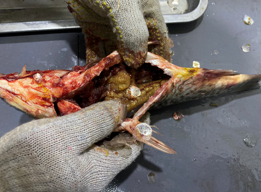殺魚機，全自動殺魚機，殺魚機怎么樣，殺魚機廠家，商用殺魚機