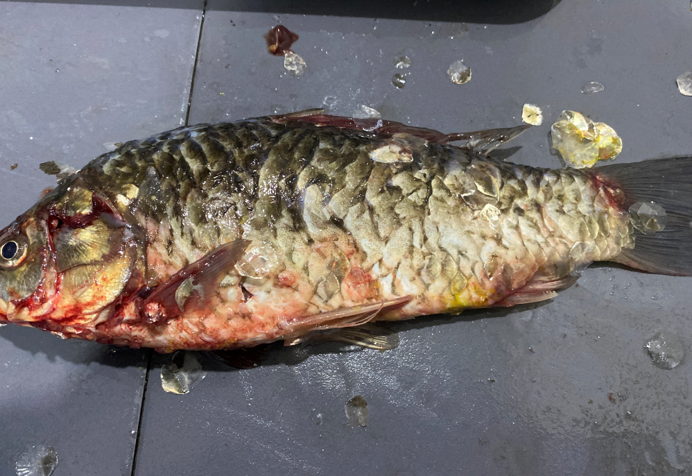 殺魚機，全自動殺魚機，殺魚機怎么樣，殺魚機廠家，商用殺魚機