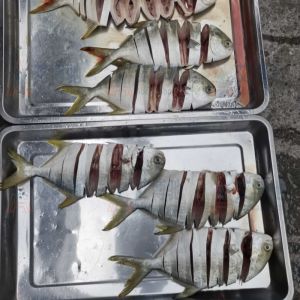 ABCH-003金鯧魚拉花機(jī)現(xiàn)場(chǎng)試機(jī)，效果不錯(cuò)